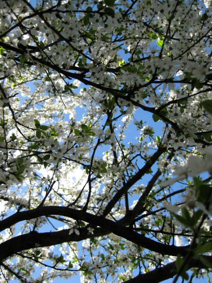 Sky through tree in blossom