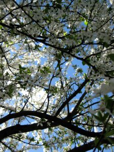 Sky through tree in blossom