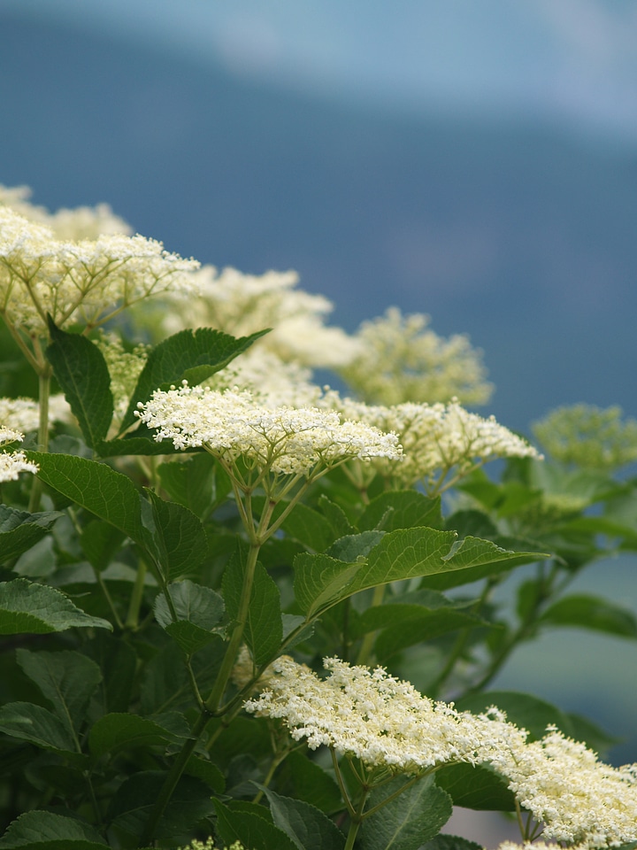 Black elderberry bush tree