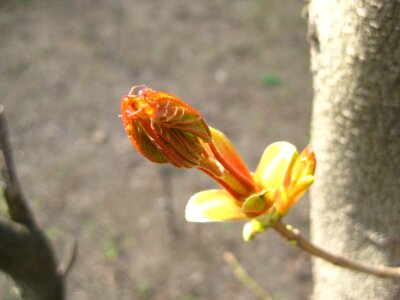 Burgeoning bud in april