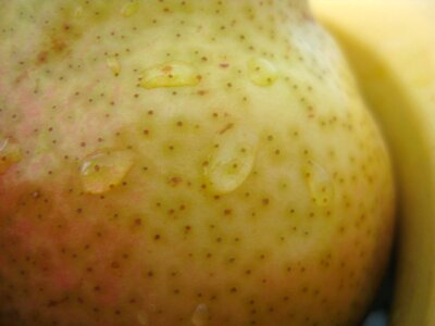 Water drops on pear