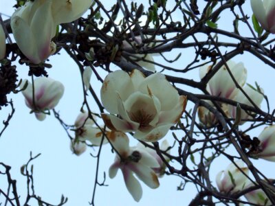 White magnolia tree photo