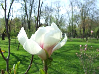 White magnolia photo