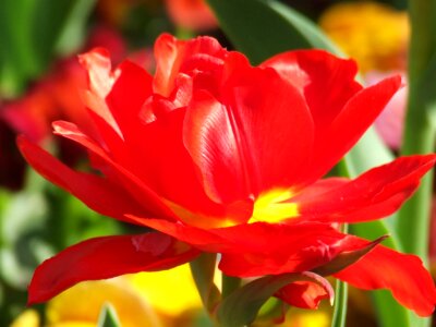 Red tulip close up shot photo
