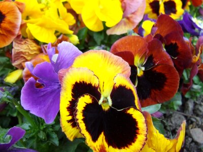 Colorful pansies photo