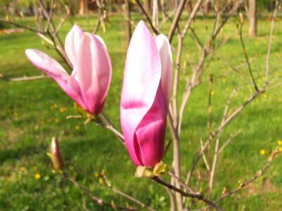Pink magnolia photo