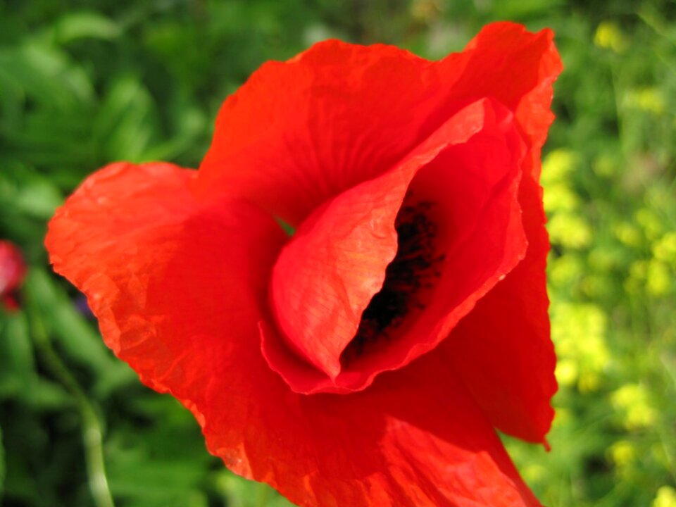 Barely opened poppy petals