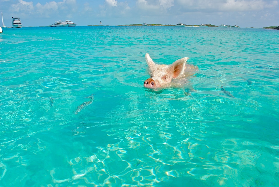 Bahamas animal wildlife