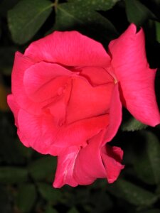 Delicate pink rose photo