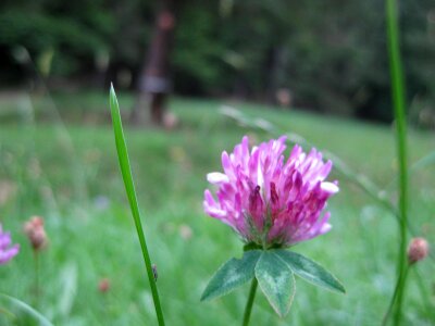 Violet wild flower