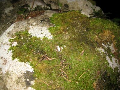 Moss growing on rock