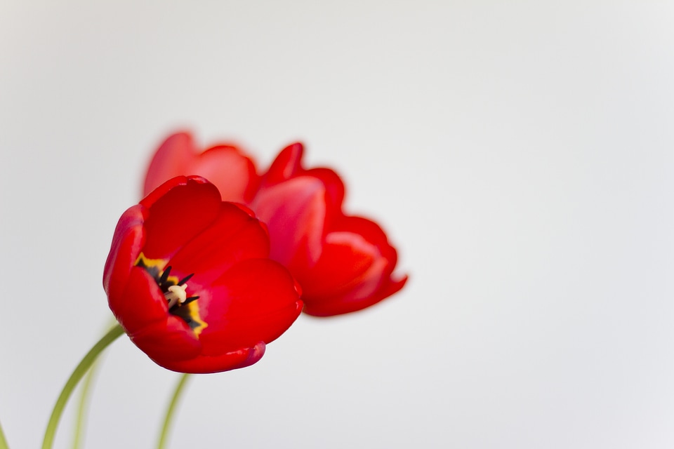 Florist fauna nature