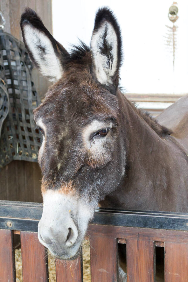 Donkey in Great Stables