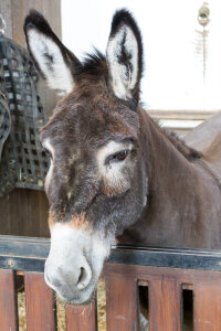 Donkey in Great Stables