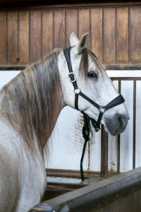 Gray horse in stable photo