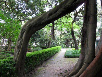 Tree trunk over alley photo