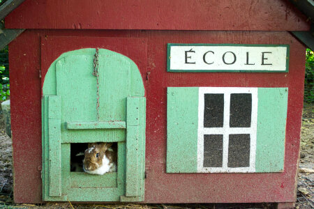 Rabbit house photo