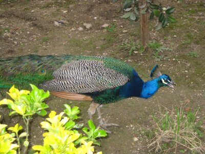 Peacock in the castle gardens