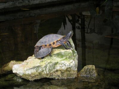 Turtles warming on a rock photo