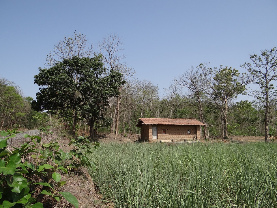 Forests teak sugarcane