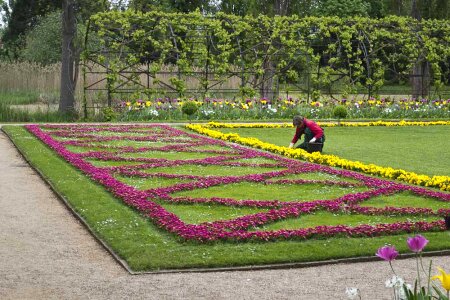 Gardener planting flowers photo