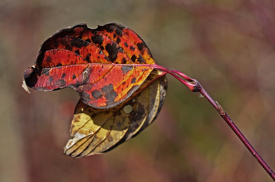 Season orange nature