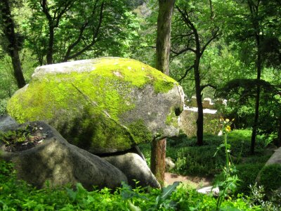 Moss covered rock photo