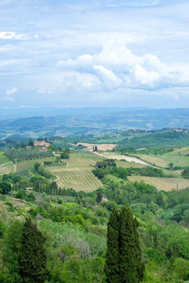 Tuscan vineyards