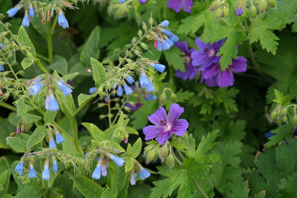 Rough comfrey flower blue