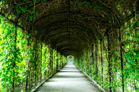 Schonbrunn pergola photo