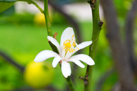 Bergamot tree flower photo