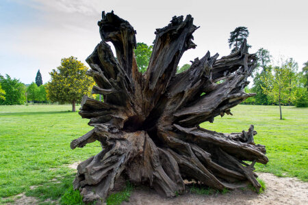 Uprooted Sequoia tree photo