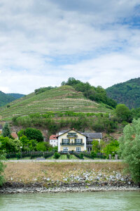 Wachau valley vineyards photo