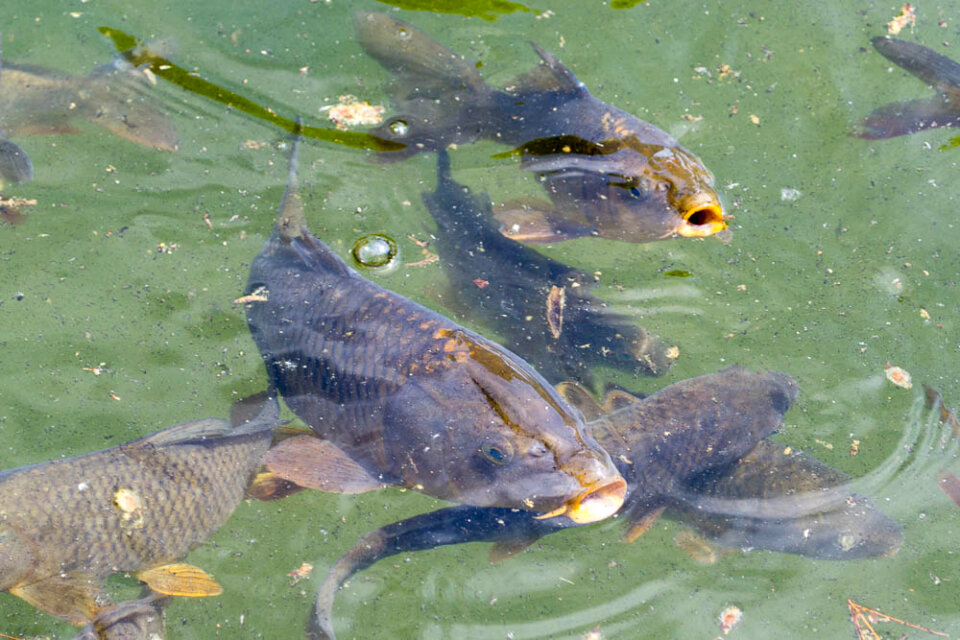 Fish pond in Melk Abbey park