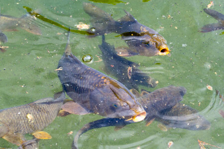 Fish pond in Melk Abbey park photo