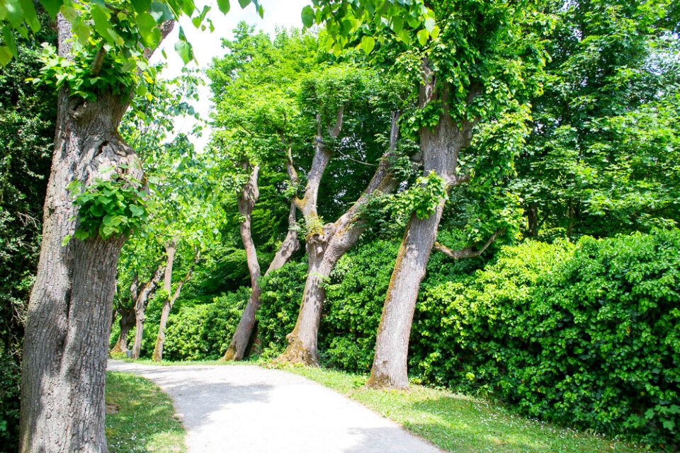 Leaning trees in Melk Abbey park