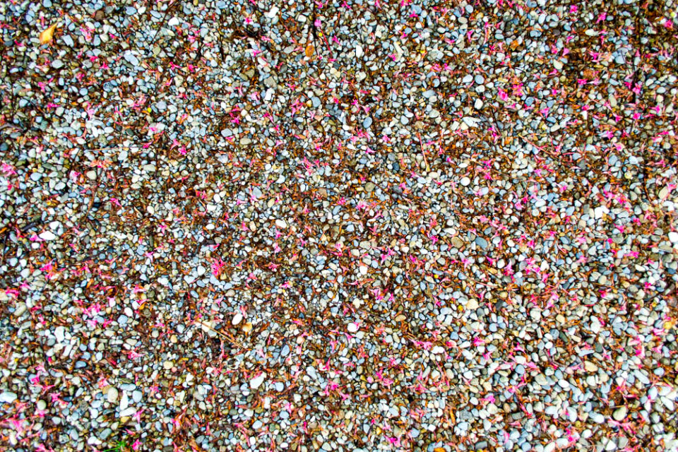 Alley pebbles covered
