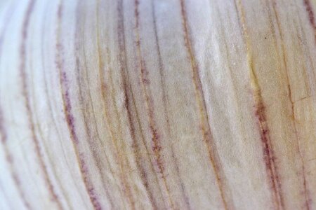 Garlic skin texture