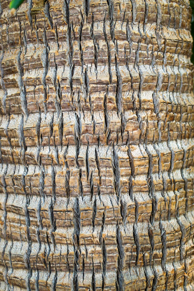 Rugged tree bark