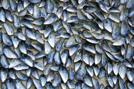 Seashells covered wall