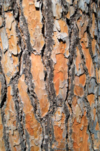 Pine tree bark photo