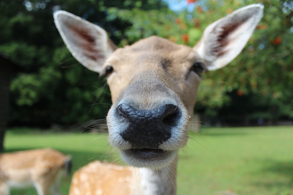 Animal wild young animal