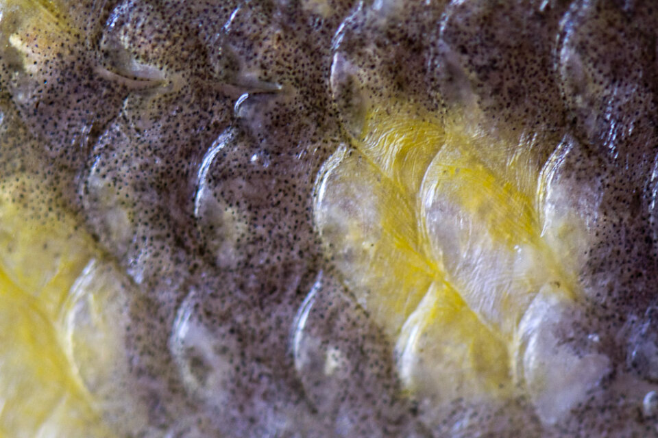 Northern pike skin