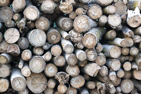 Pile of wood logs photo