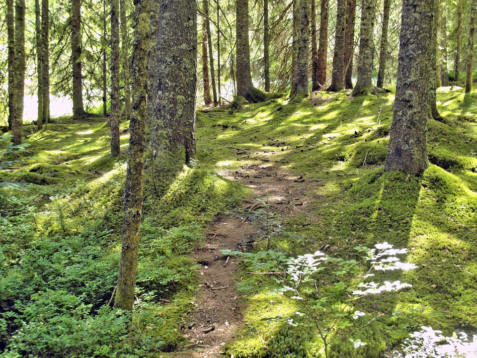 Landscape nature nature reserve