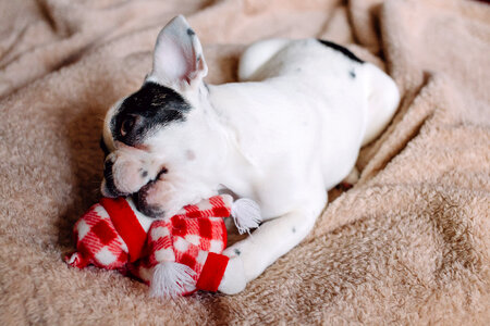 French Bulldog puppy chewing on a plush snowman photo