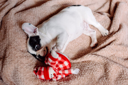 French Bulldog puppy chewing on a plush snowman 3 photo