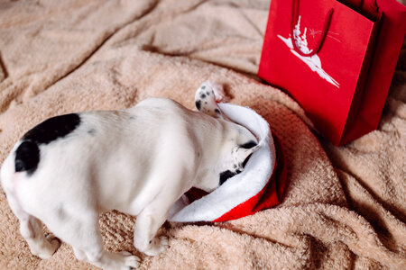 French Bulldog puppy hiding in a Santa hat 2 photo