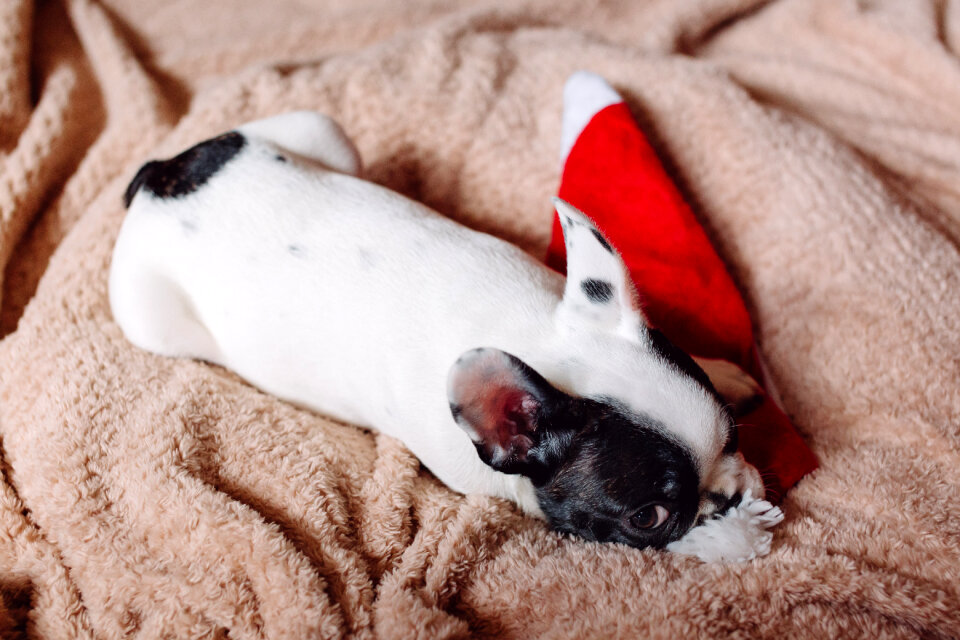French Bulldog puppy chewing on a Santa hat