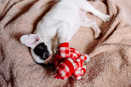 French Bulldog puppy chewing on a plush snowman 2 photo